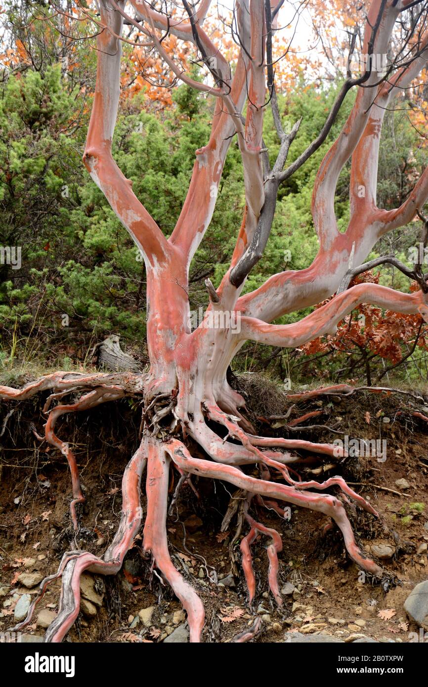 Arbutus andrachne, griechische Erdbeerbaum, im Winter abgebildet, immergrüner Baum mit breiten Blättern und glatter Rinde. Sehr auffällig im Winter. Stockfoto