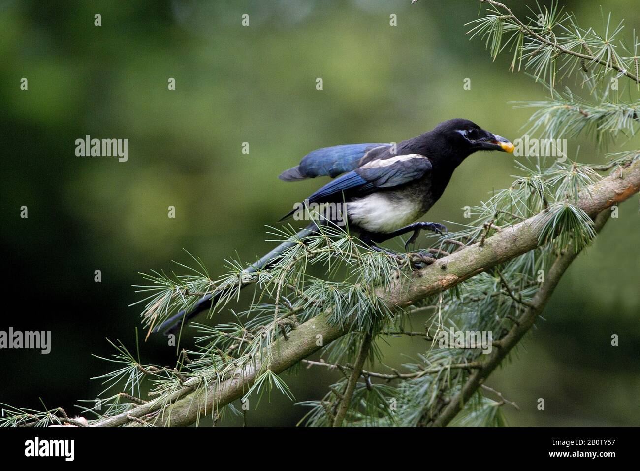 Black Billed Magpie oder European Magpie, pica pica, Erwachsene stehen auf Der Filiale, Essen Berry, Normandie Stockfoto