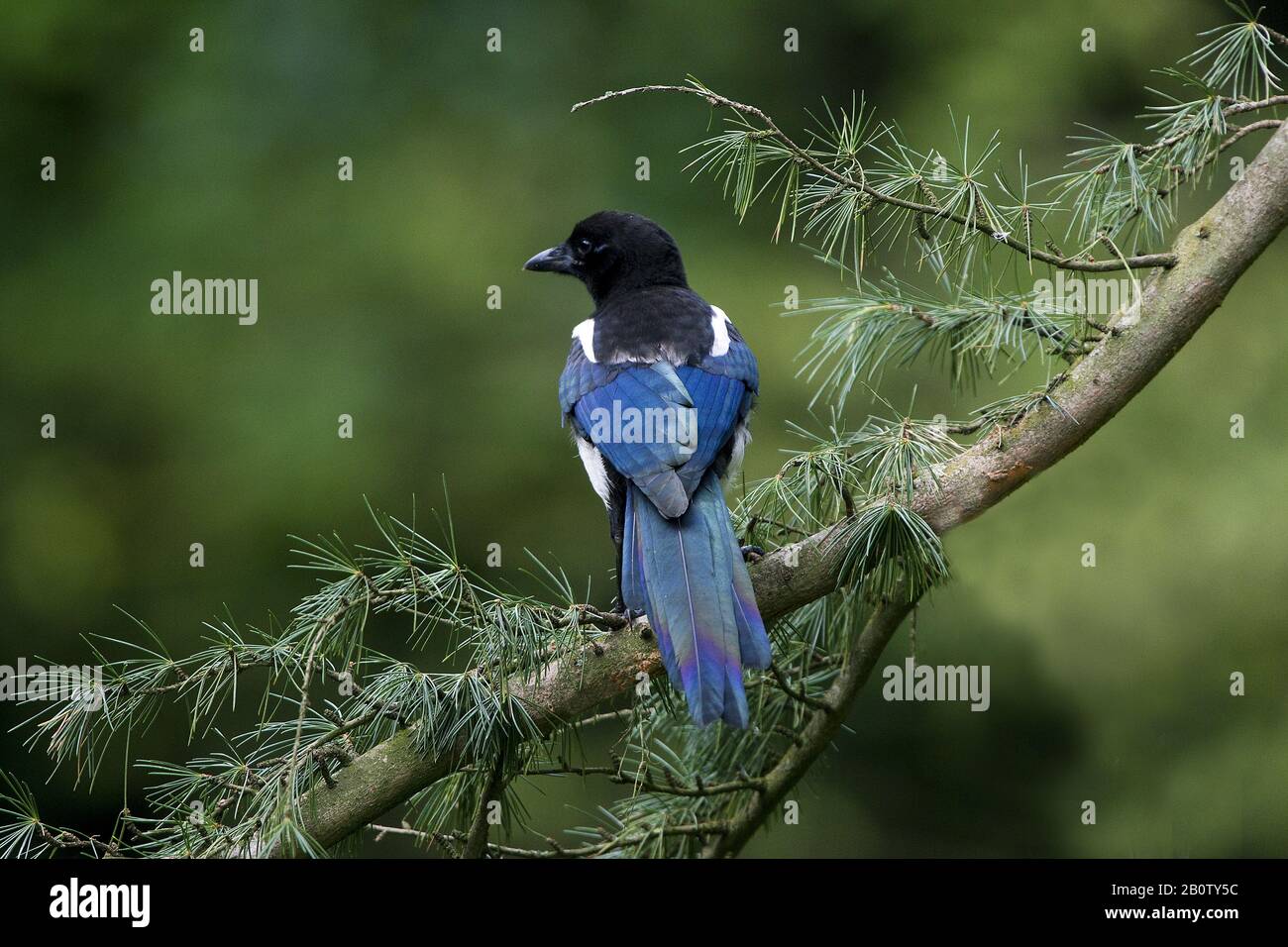 Schwarz in Rechnung gestellt Elster oder europäische Elster, Pica Pica, Erwachsenen stehen auf Zweig, Normandie Stockfoto