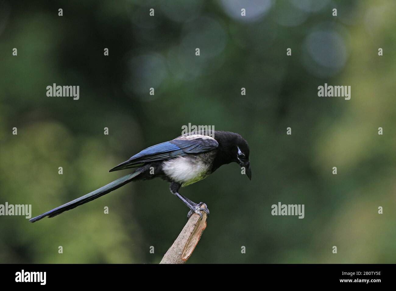 Schwarz in Rechnung gestellt Elster oder europäische Elster, Pica Pica, Erwachsenen stehen auf Zweig, Normandie Stockfoto