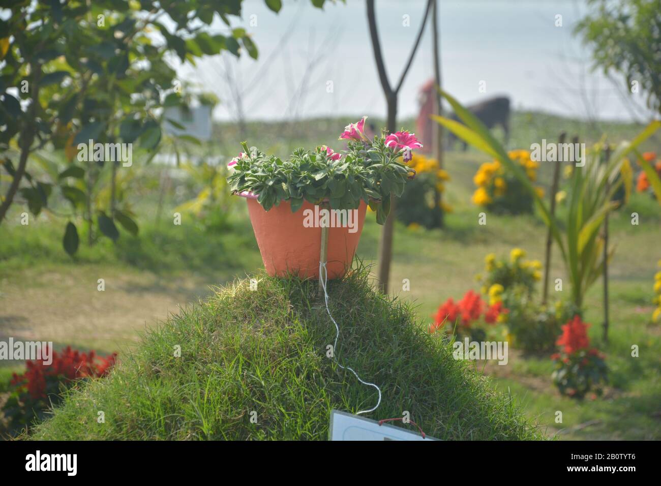 Nahaufnahme eines Erdblütentopfes auf einem Hügel mit schönen Eindruckblumen und grünen Blättern, selektive Fokussierung Stockfoto