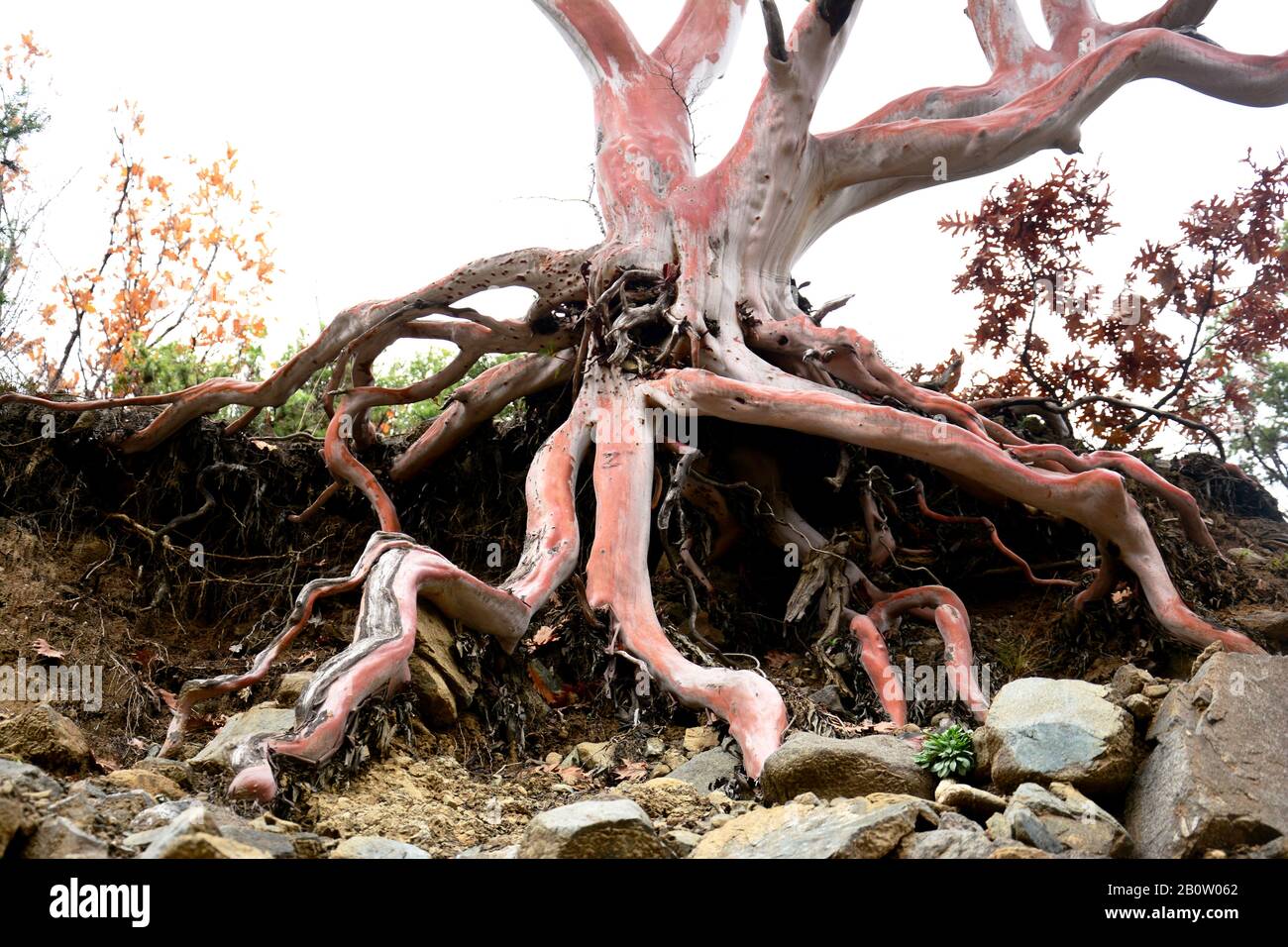 Arbutus andrachne, griechische Erdbeerbaum, im Winter abgebildet, immergrüner Baum mit breiten Blättern und glatter Rinde. Sehr auffällig im Winter. Stockfoto