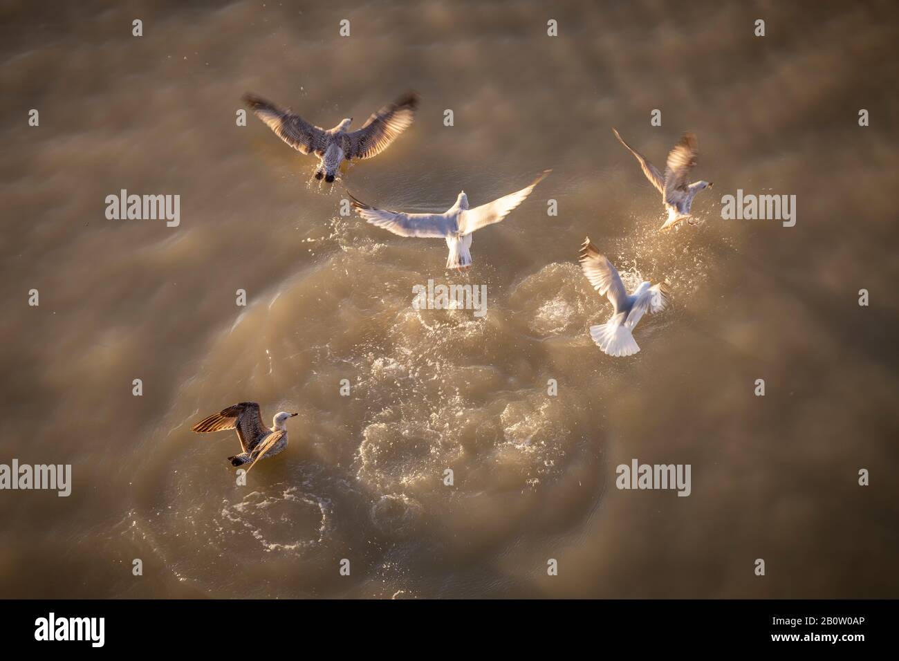 Vögel von oben füttern im Meer Stockfoto