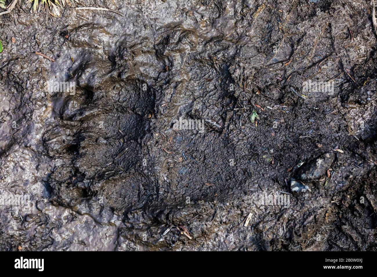 Amerikanischer Schwarzbär, Ursus americanus, Spuren im Schlamm entlang des bewaldeten Pfades zwischen Hargreaves Lake und Rodelfällen im Mount Robson Provincial Park, Stockfoto