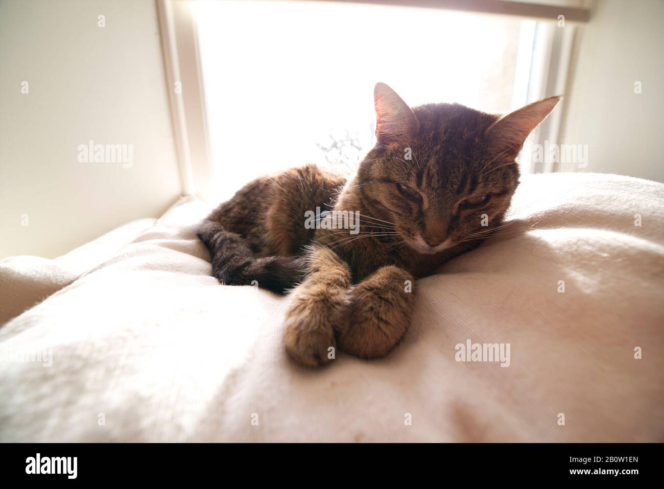 Betagte Tabby-Katze, die auf einer Kürbis schläft Stockfoto