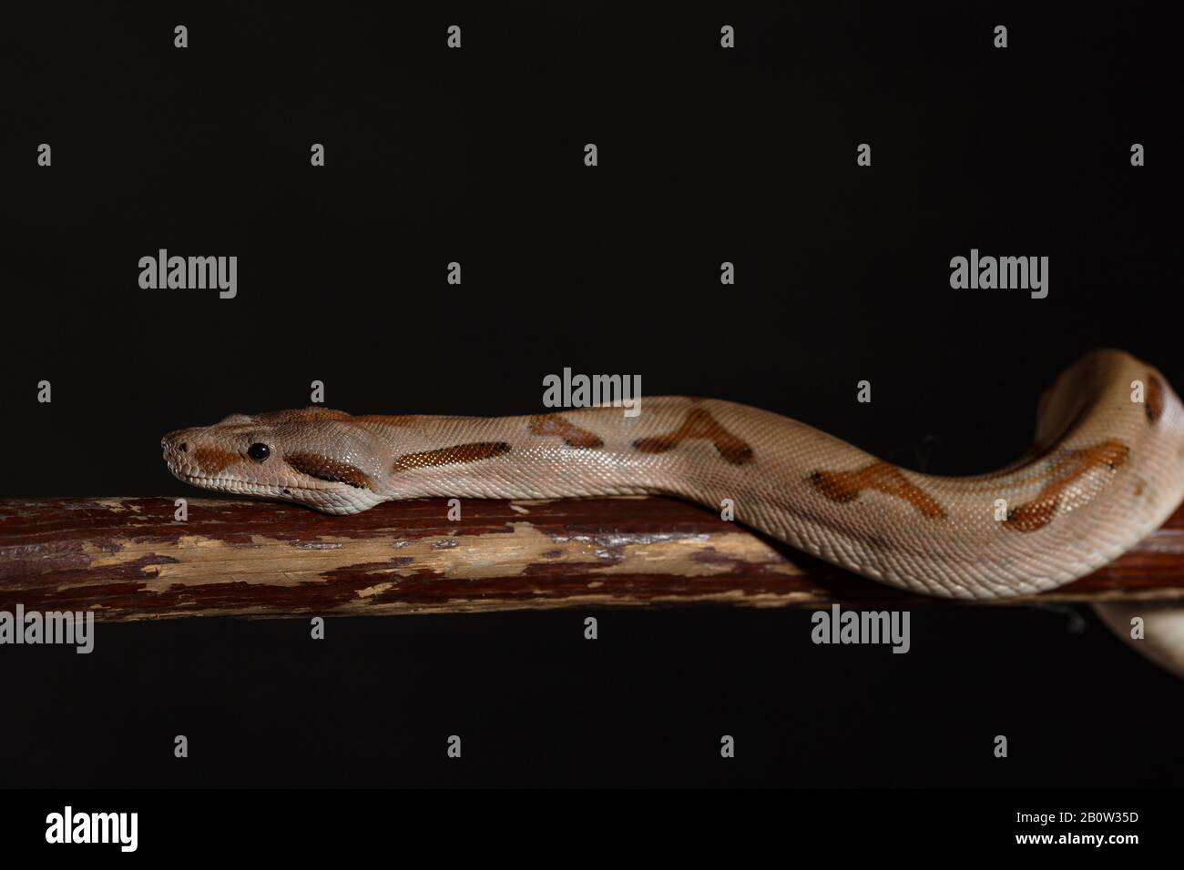 Royal Python oder Ball Python regius, Studio. Die Tarnfarben haben ein erstaunliches Muster. Die neugierige Schlange ist ein Tierreptil Stockfoto