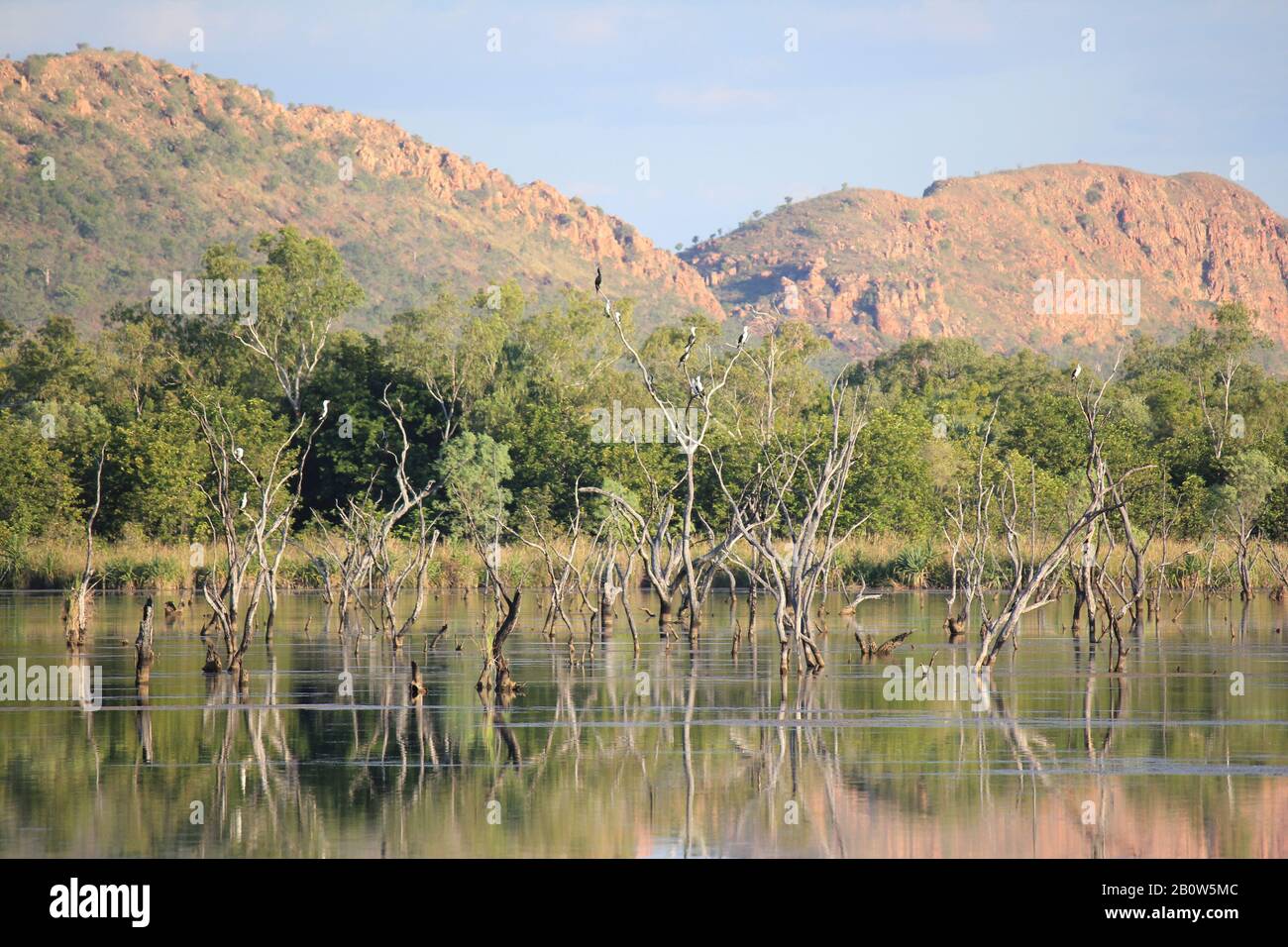 Kununurra Feuchtgebiete Western Australia Stockfoto