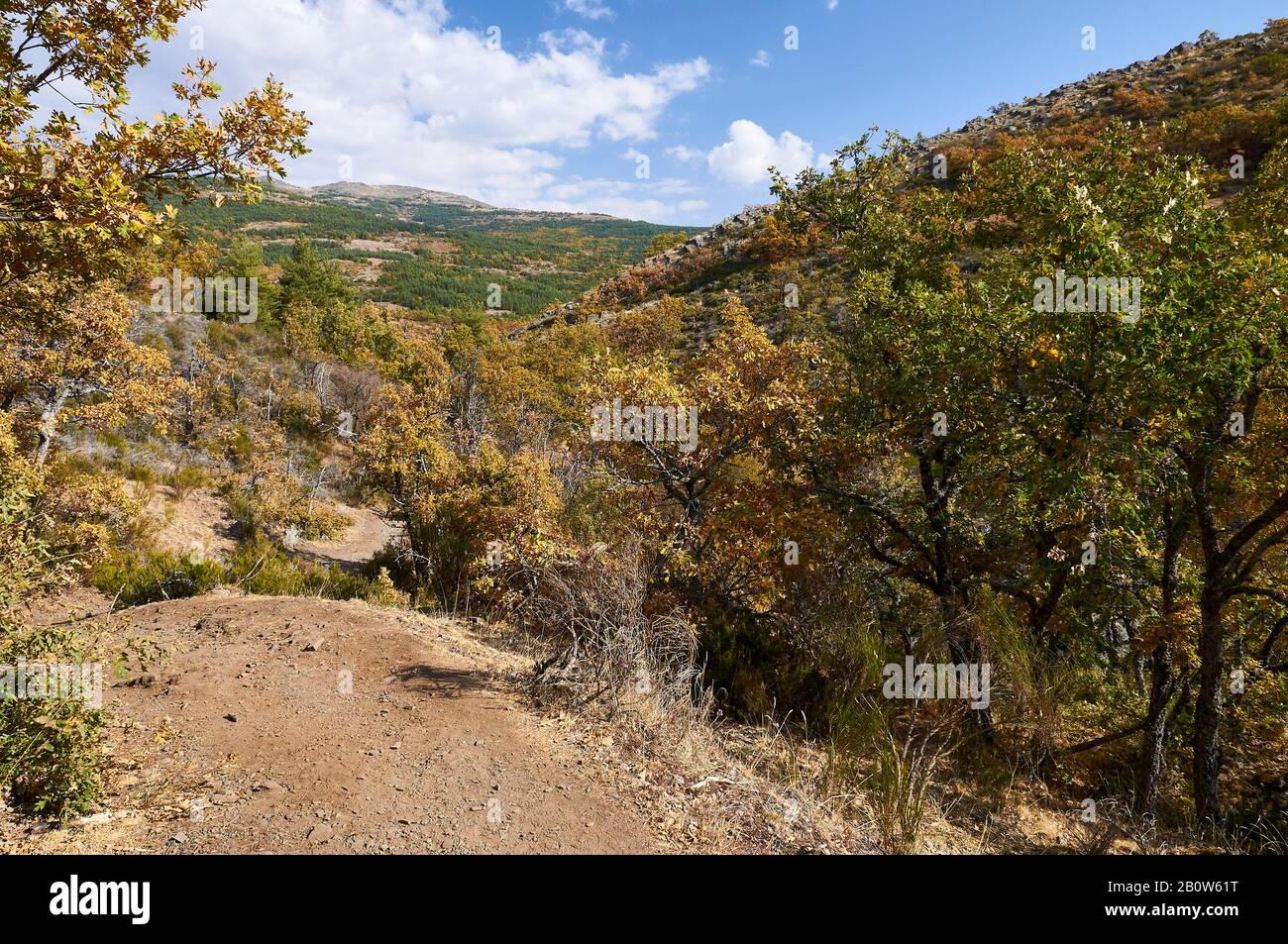 Senda de Carretas Pfad im Herbst in Hayedo de Tejera Negra (Parque Natural Sierra Norte de Guadalajara, Cantalojas, Castilla-La Mancha, Spanien) Stockfoto