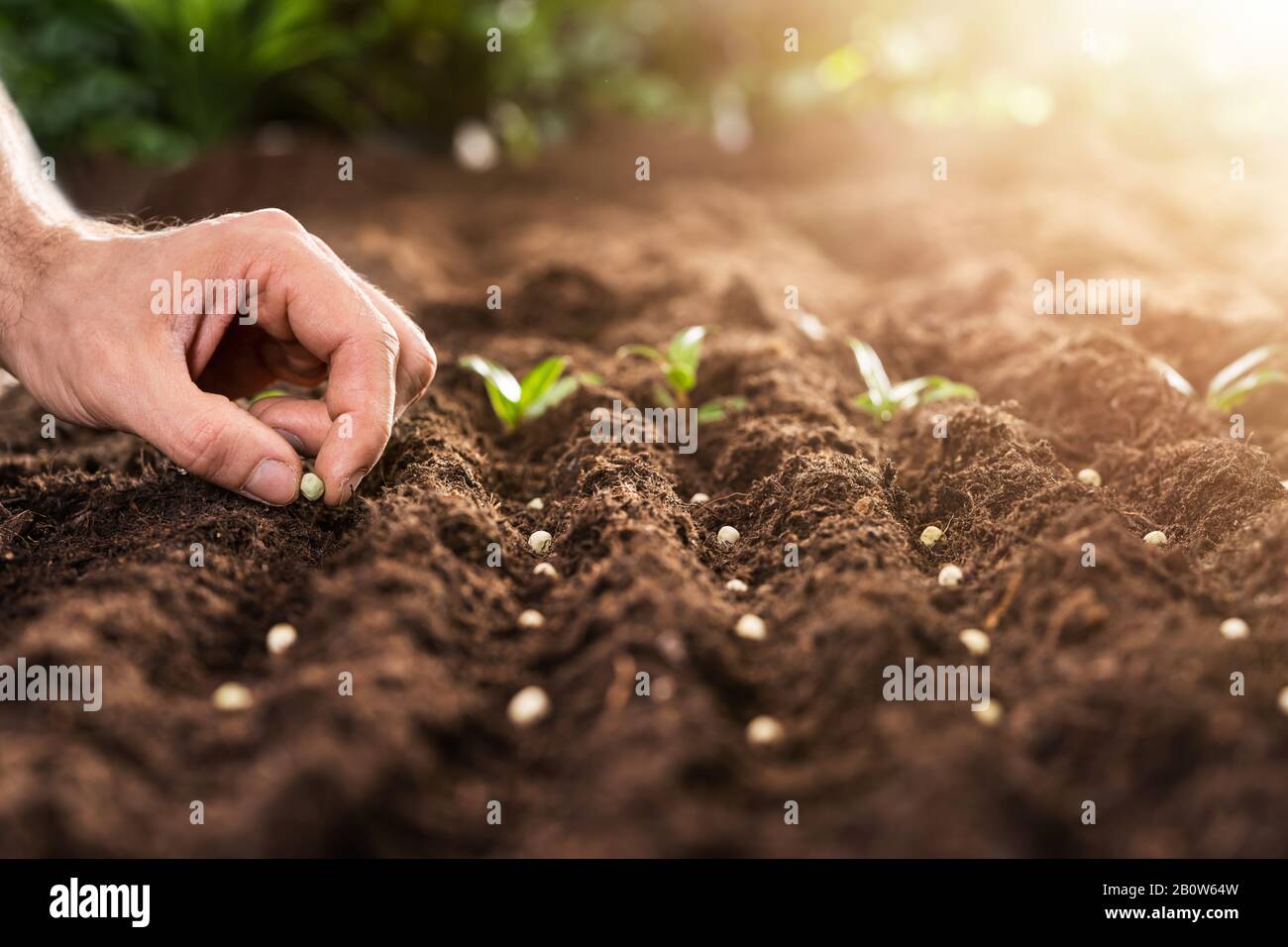 Die Hand des Bauern, Die Samen In Den Boden In Den Reihen Anpflanzen Stockfoto