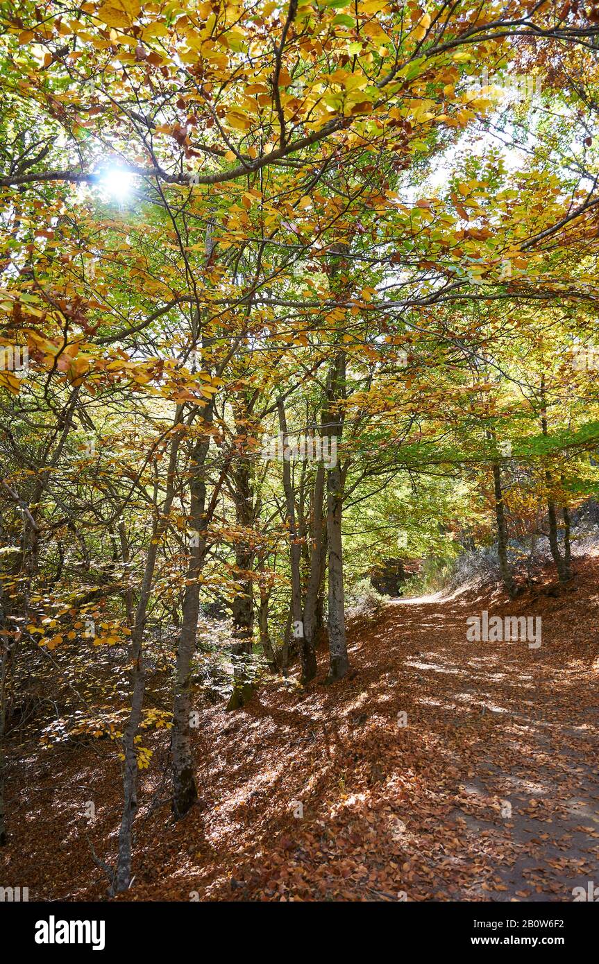 Buche Wald in Senda Carretas Pfad in Hayedo de Tejera Negra (Parque Natural Sierra Norte de Guadalajara, Cantalojas, Castilla-La Mancha, Spanien) Stockfoto