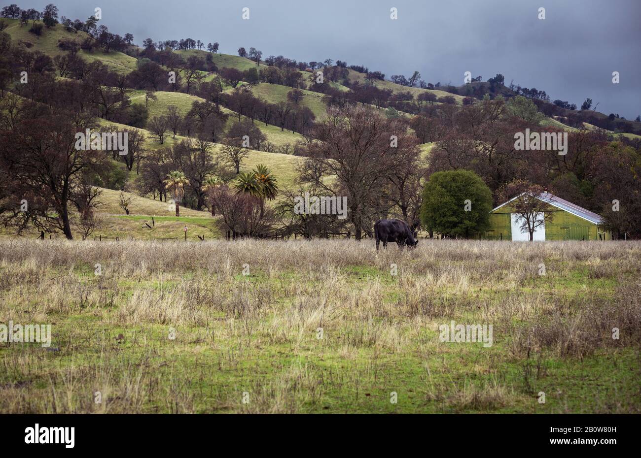 Eine Winterszene in Nordkalifornien, in der das Gras nach einem trockenen Sommer und dringend benötigtem Regen von beige zu grün wird. Einsame Kuh Und Grünbarn Stockfoto