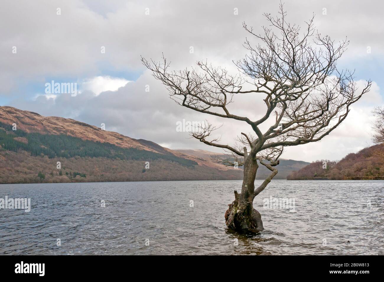 Bäume im Wasser am Loch Lomond, Schottland Stockfoto