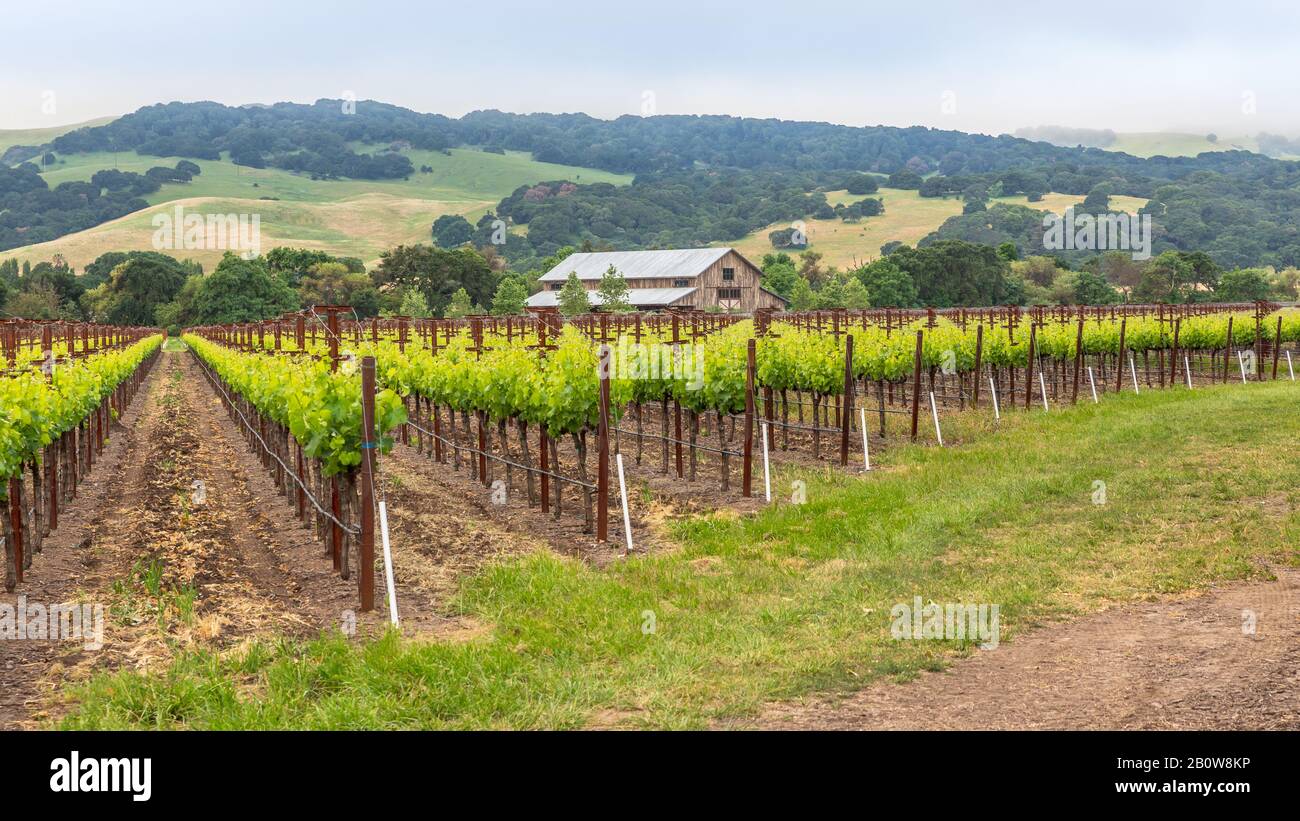 Der Frühling ist gekommen, und die Weinberge sehen wahrhaft üppig aus. Ein kalter atmosphärischer Nebel bedeckt die sanften Hügel, und die Luft fühlt sich gut an. Stockfoto