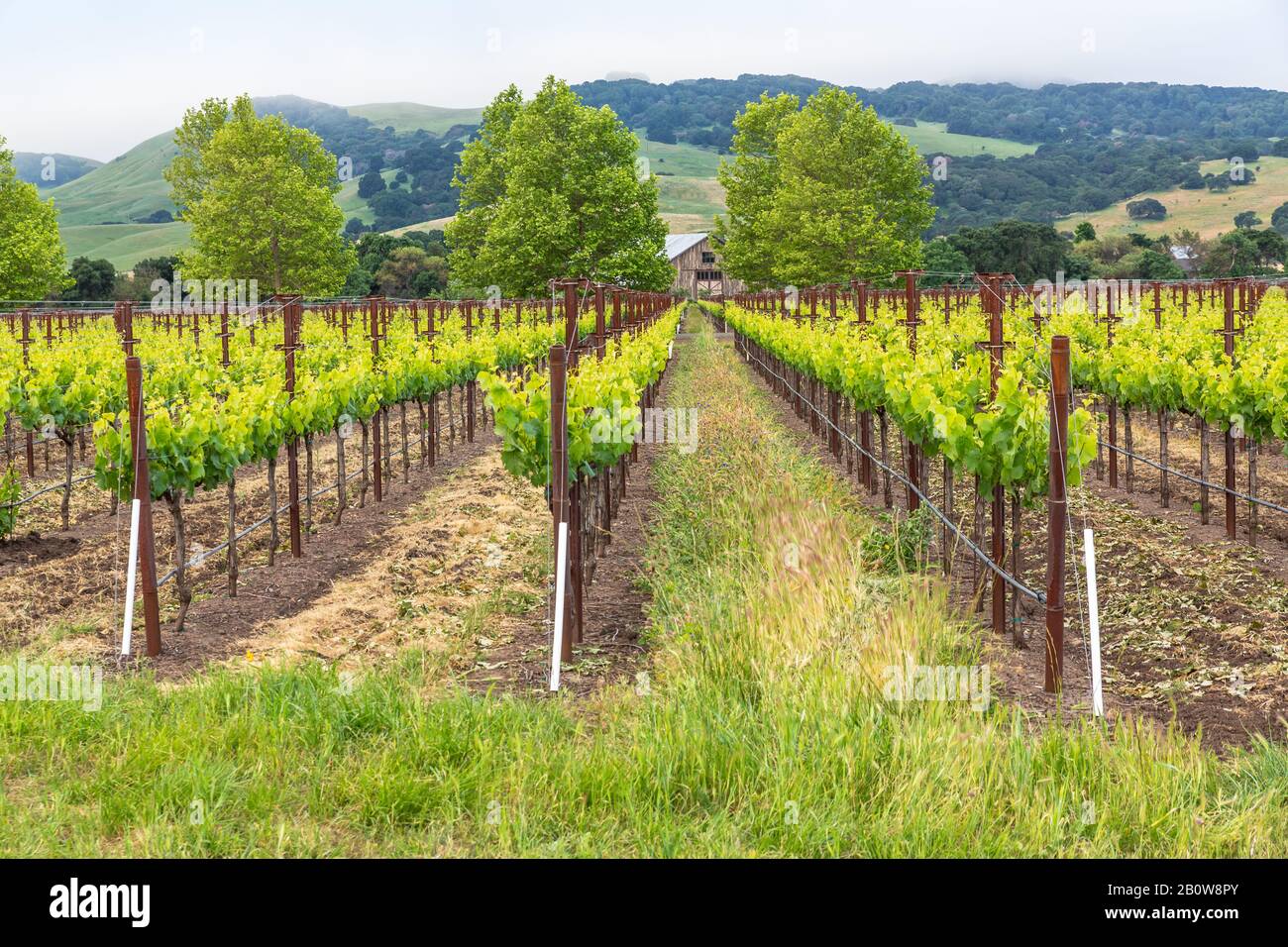 Der Frühling ist gekommen, und die Weinberge sehen wahrhaft üppig aus. Ein kalter atmosphärischer Nebel bedeckt die sanften Hügel, und die Luft fühlt sich gut an. Stockfoto
