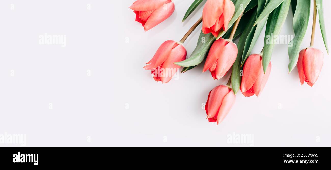 Rosa-Tulpen-Bouquet isoliert auf weißem Hintergrund von oben. Draufsicht auf die rote Blumenknospe. Design mit Grußkarten im Frühjahr und ostern. Pastell minimal Stockfoto