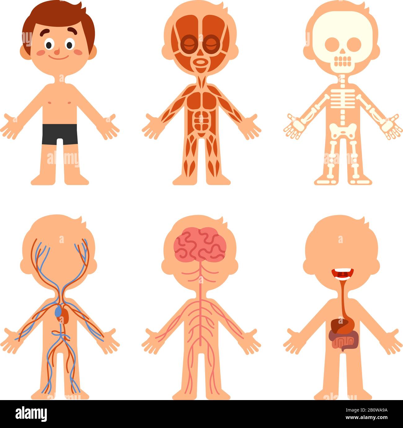 Cartoon Jungen Körperanatomie. Anatomische Karte für humanbiologische Systeme. Vektor-Darstellung von Skelett, Venen und Organen Stock Vektor