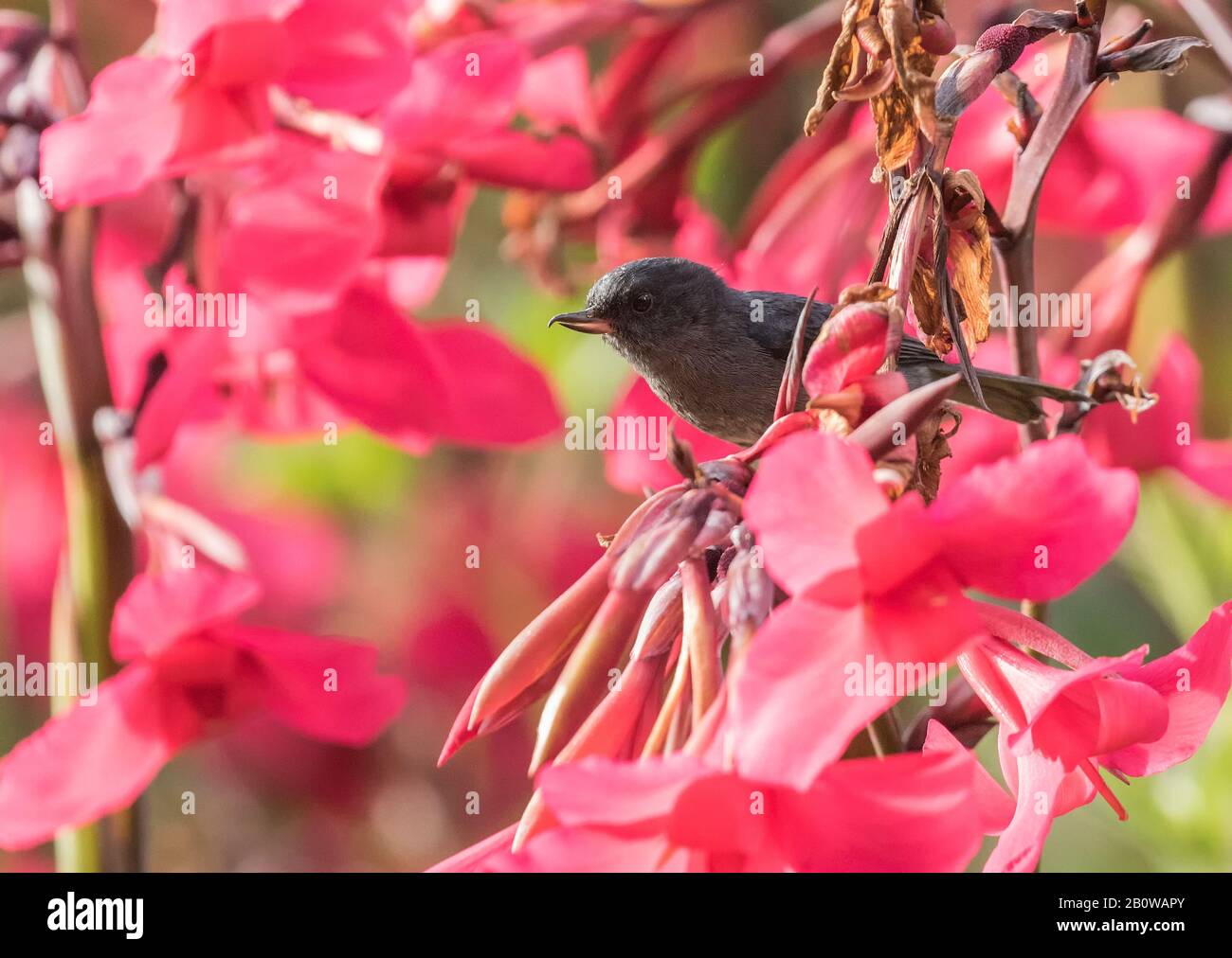 Slaty Flowerpiercer Stockfoto