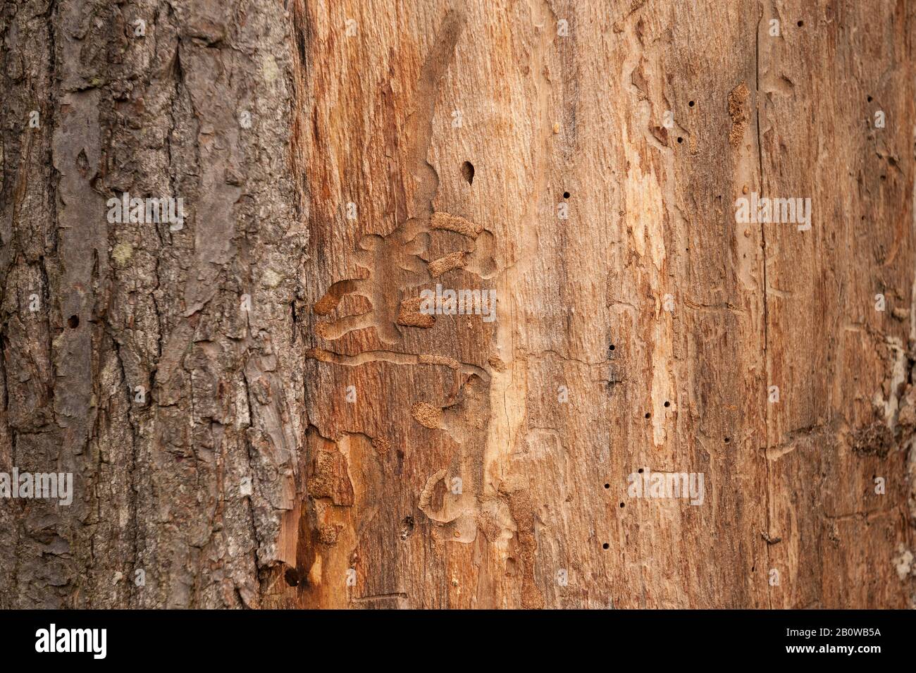 Brutkammern von holzbohrenden Insekten, Käfern, unter Rinde auf exponierten Stamm von süßer Kastanie, Wald longhorn spp, Cerambycidas Auslauflöcher Stockfoto