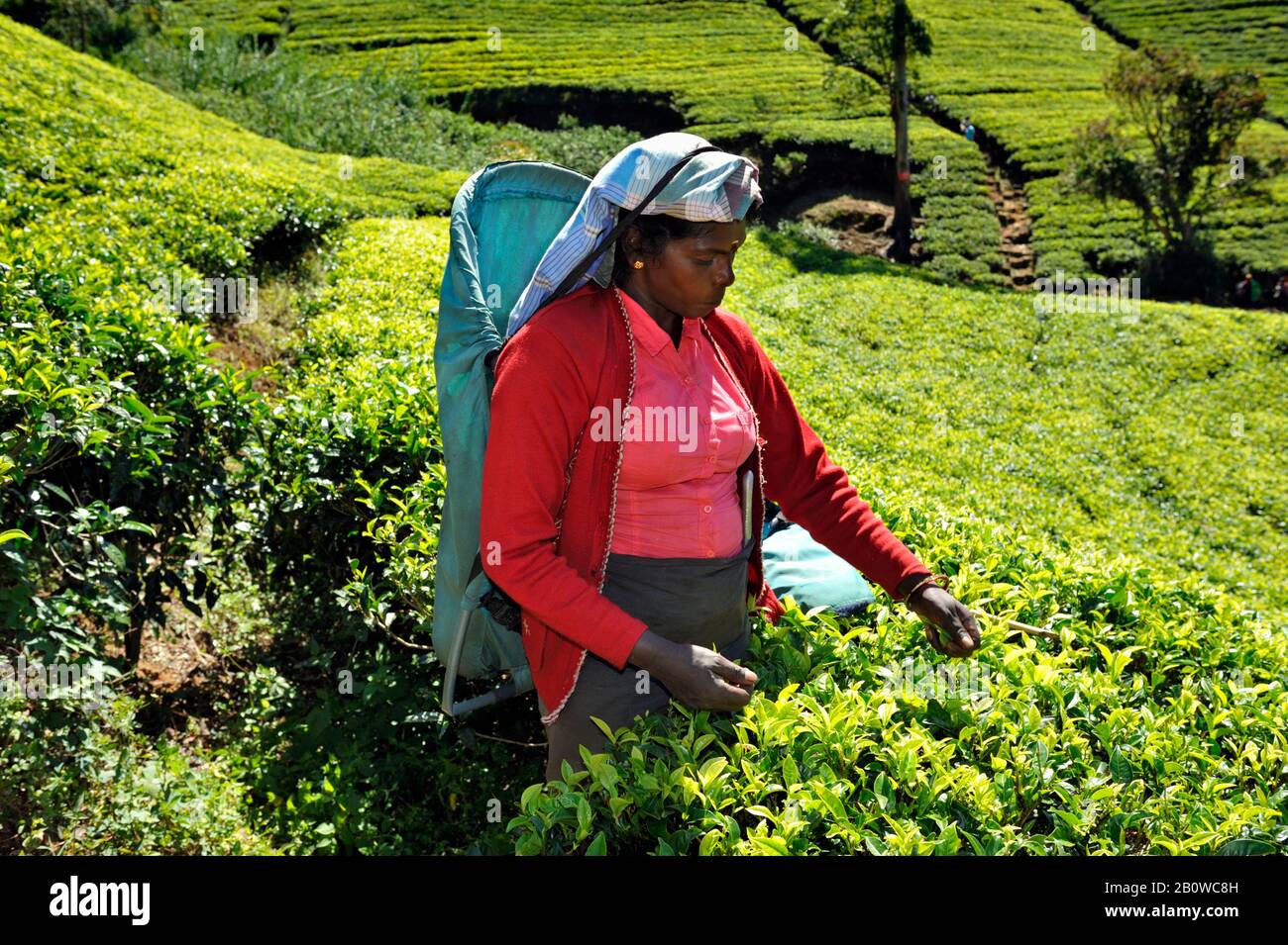 Sri Lanka, Nuwara Eliya, Teeplantage, tamilerin, die Teeblätter zupft Stockfoto