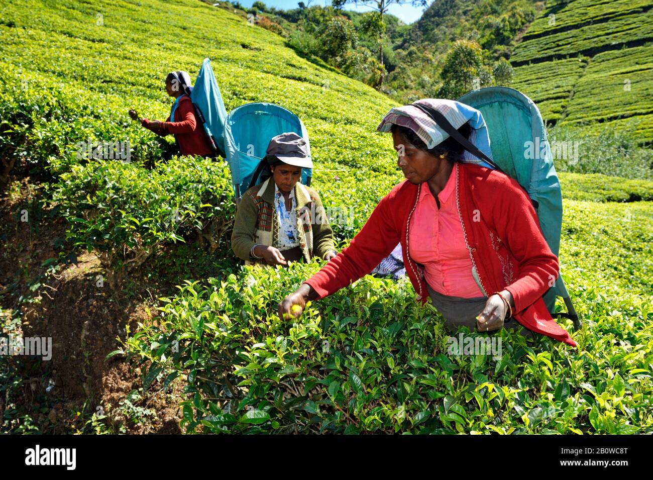 Sri Lanka, Nuwara Eliya, Teeplantage, tamilische Frauen, die Teeblätter zupfen Stockfoto