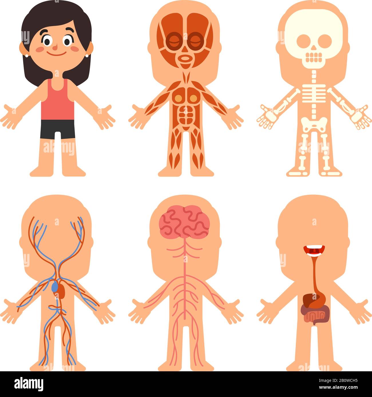 Cartoon Mädchen Körperanatomie. Biologiediagramm für Frauen, Organe und Nervensystem. Vektordarstellung von menschlichen Skelett- und Muskelsystemen Stock Vektor