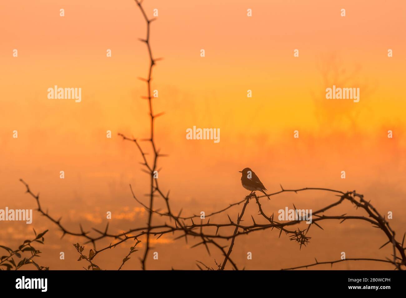 Kingfisher Bird.. Stockfoto