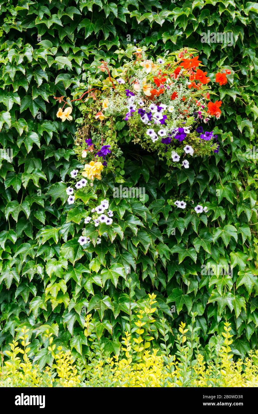 Hängekorb vor einer mit Evit überzogenen Gartenwand. Stockfoto