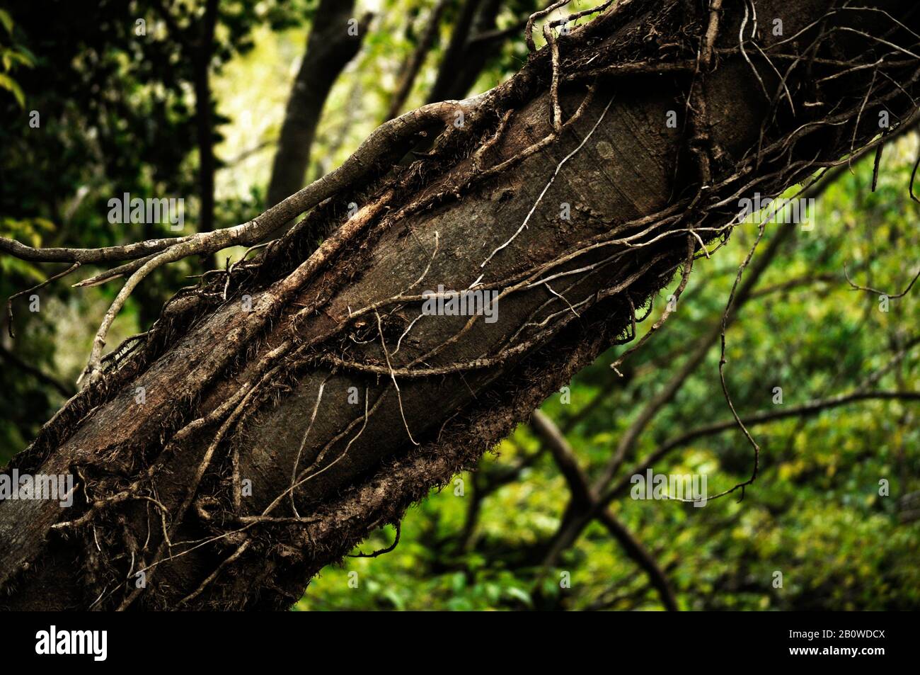 Riesiger Stamm mit sichtbaren Wurzeln auf sich selbst und einem grünen Hintergrund in einem spanischen Naturreservoir/abstrakten Bildmaterial für Buchumschläge Stockfoto