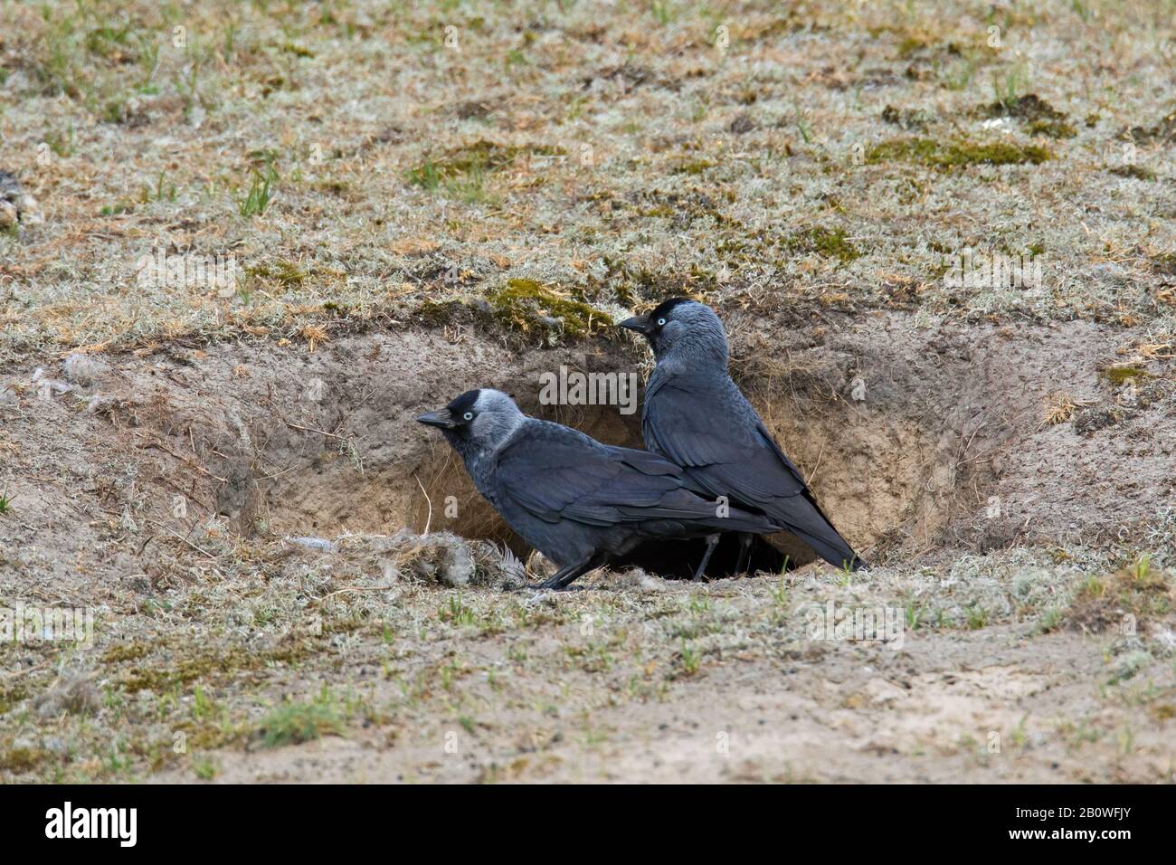 Westliche Jackdaws/Europäische Jackdaw (Corvus monedula / Coloeus monedula) Paar vor dem Nest in Kaninchengraben/warren im Frühjahr Stockfoto