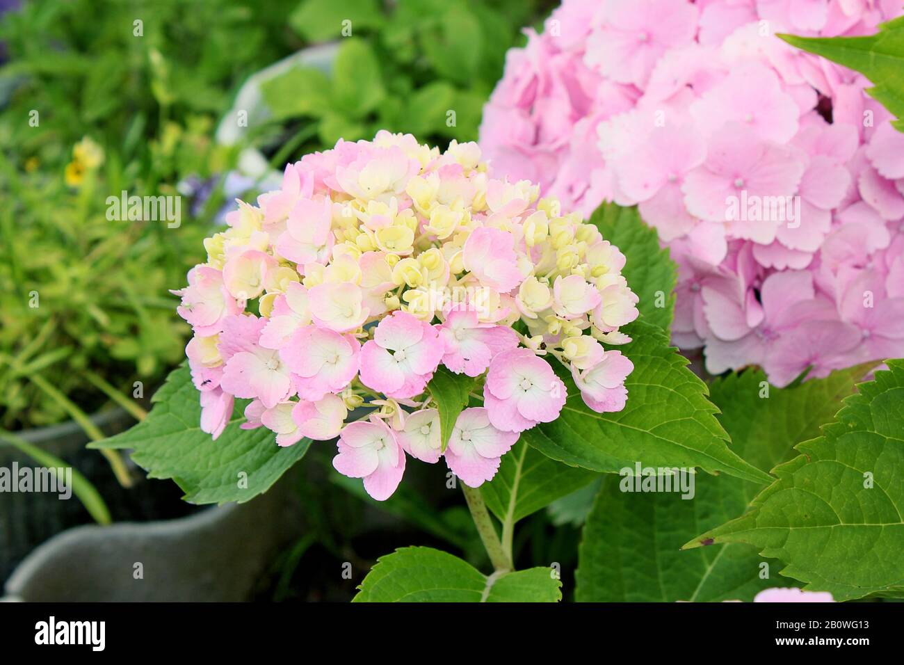 Hortensia macrophylla blüht im Garten auf dem natürlichen grünen Hintergrund Stockfoto