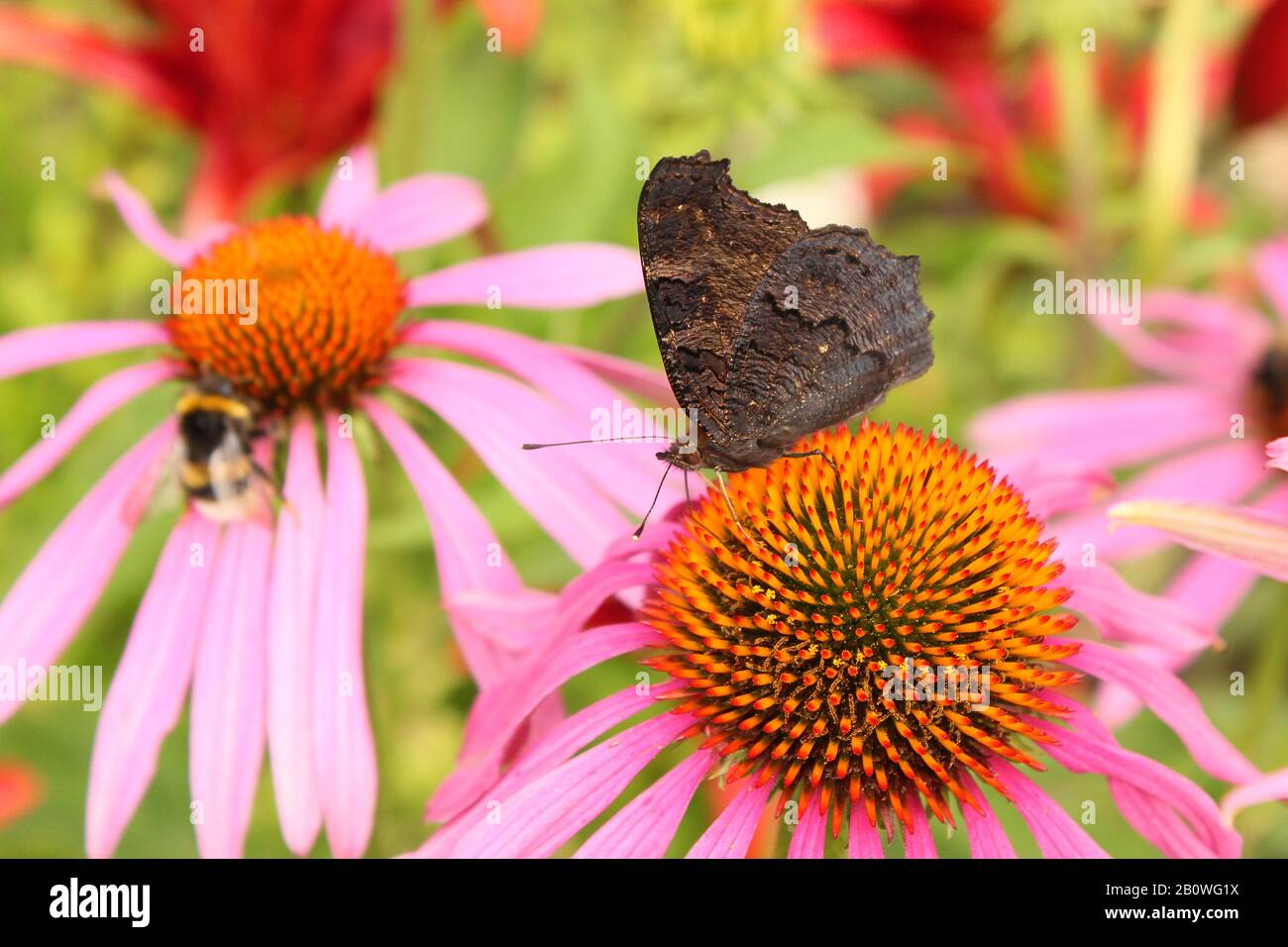 Schmetterling auf einer Blume Echinacea purpurea Stockfoto