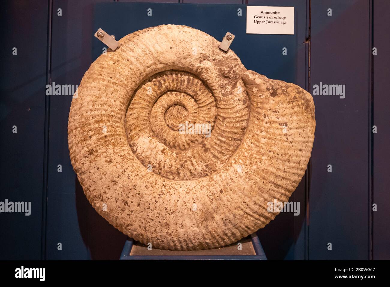 Großes Ammoniumfossil in einer Museumsgeologieabteilung, Gattung Titanites sp. Aus dem oberen Juraalter ausgestellt Stockfoto