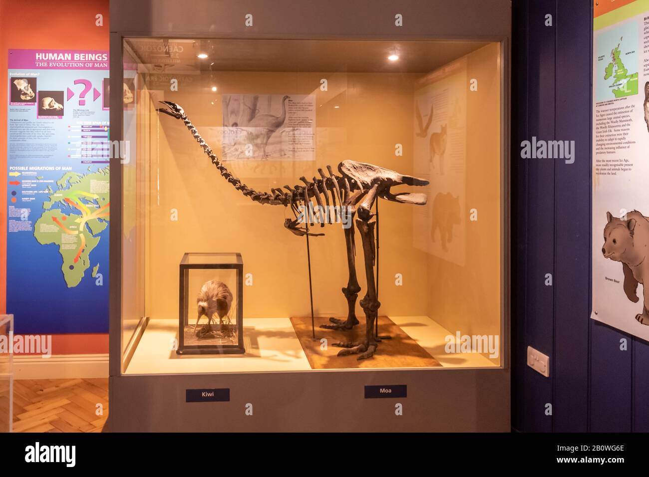 Die Natural History Gallery im Haslemere Educational Museum, Surrey, Großbritannien. Ausstellungsstücke in einer Vitrine, darunter ein Kiwi-Vogel und das Skelett eines moa Stockfoto