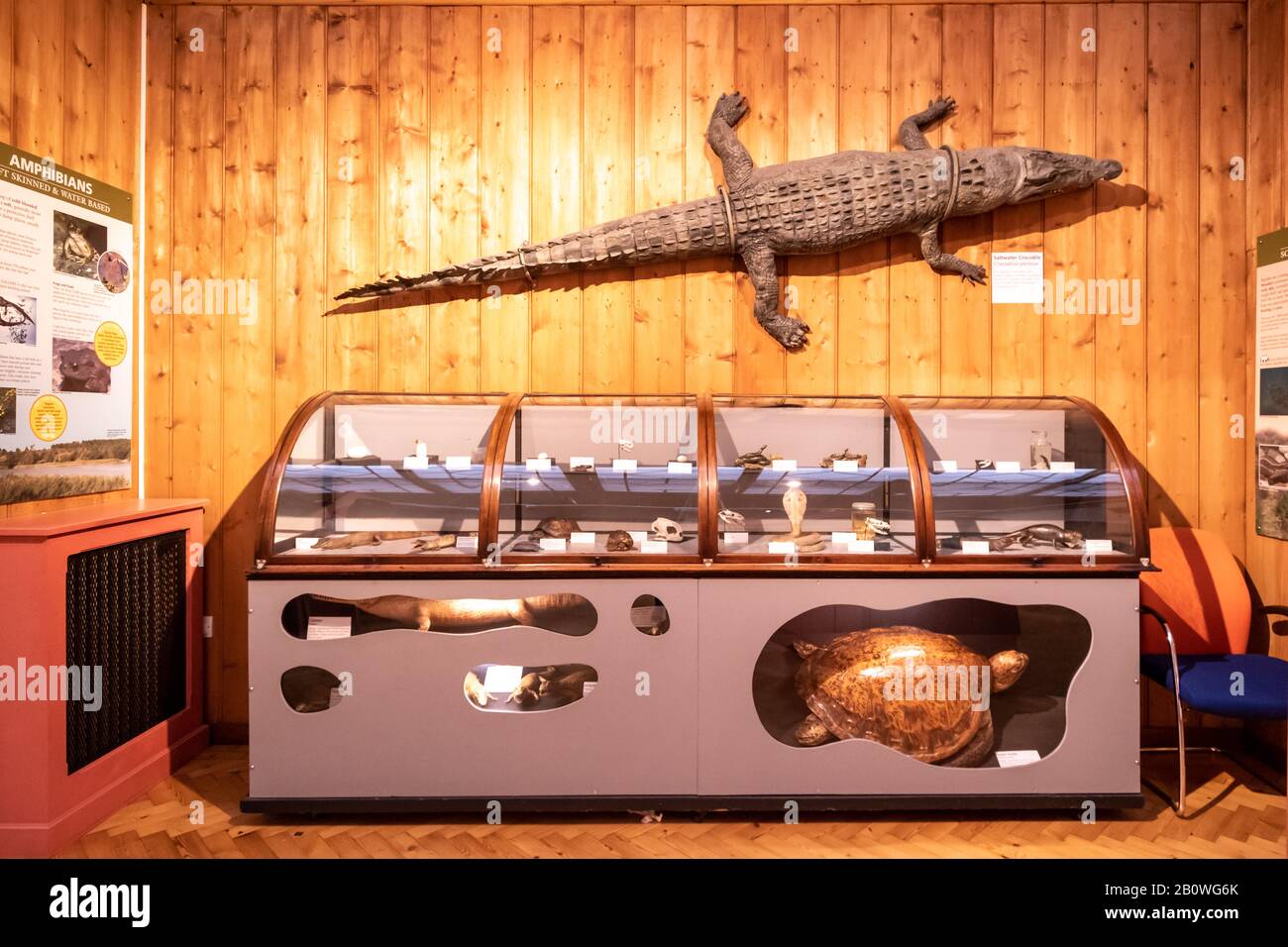 Die Natural History Gallery im Haslemere Educational Museum, Surrey, Großbritannien. Die Reptilien- und amphibische Anzeige mit einem Modell mit Salzwasserkrokodil. Stockfoto