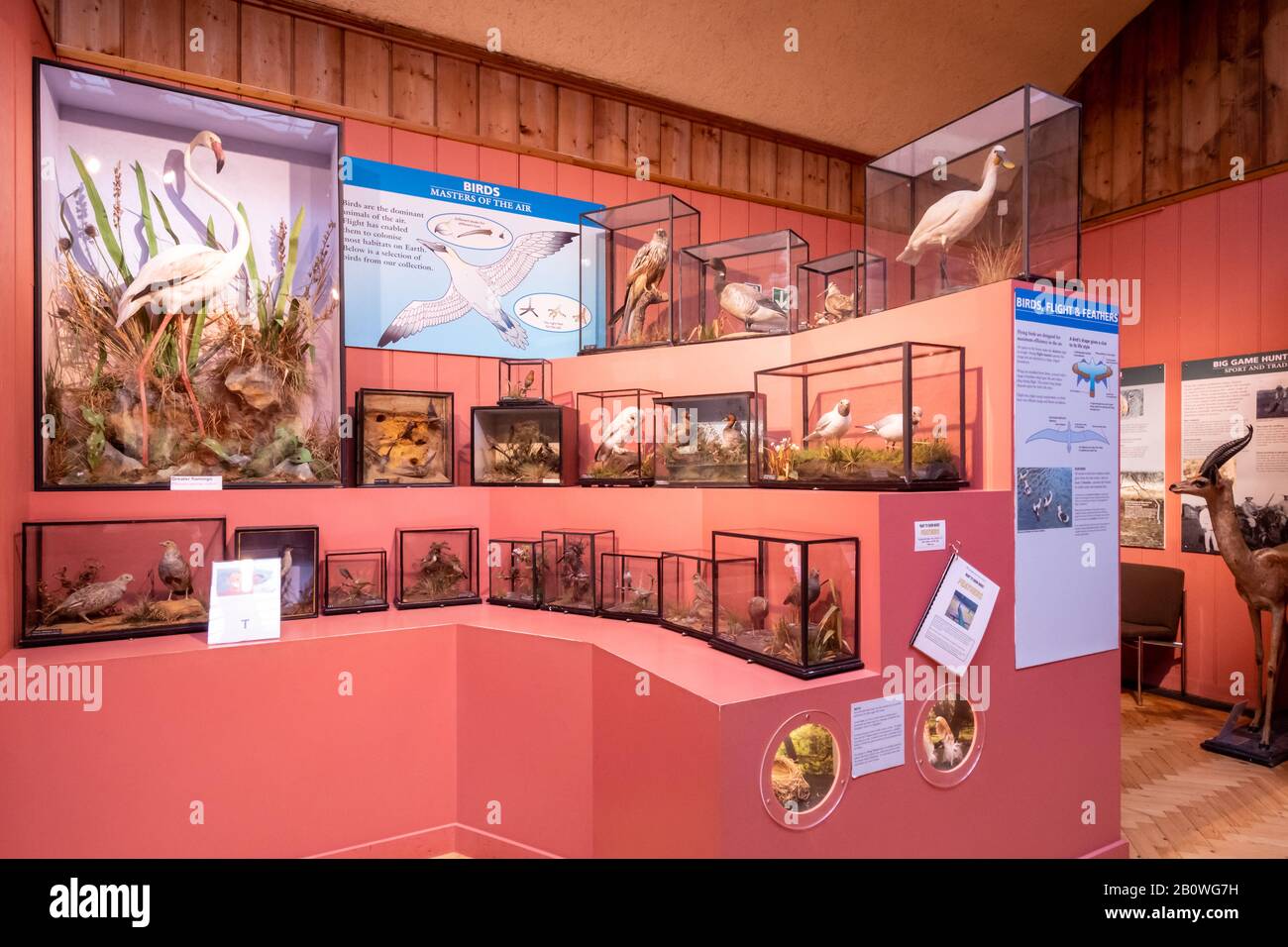 Die Natural History Gallery im Haslemere Educational Museum, Surrey, Großbritannien. Ausstellung von ausgestopften britischen Vögeln in Vitrinen. Stockfoto