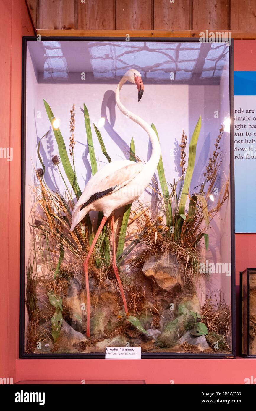 Die Natural History Gallery im Haslemere Educational Museum, Surrey, Großbritannien. Vitrine mit Flamingo. Stockfoto