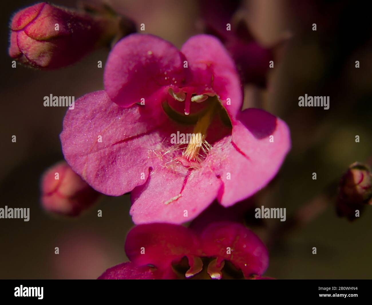 Eine mehrjährige Wildblume, die im Süden Arizonas heimisch ist, heißt Parry's Penstemon. Diese Wildblumenart lockt Hummingbirds an. Stockfoto