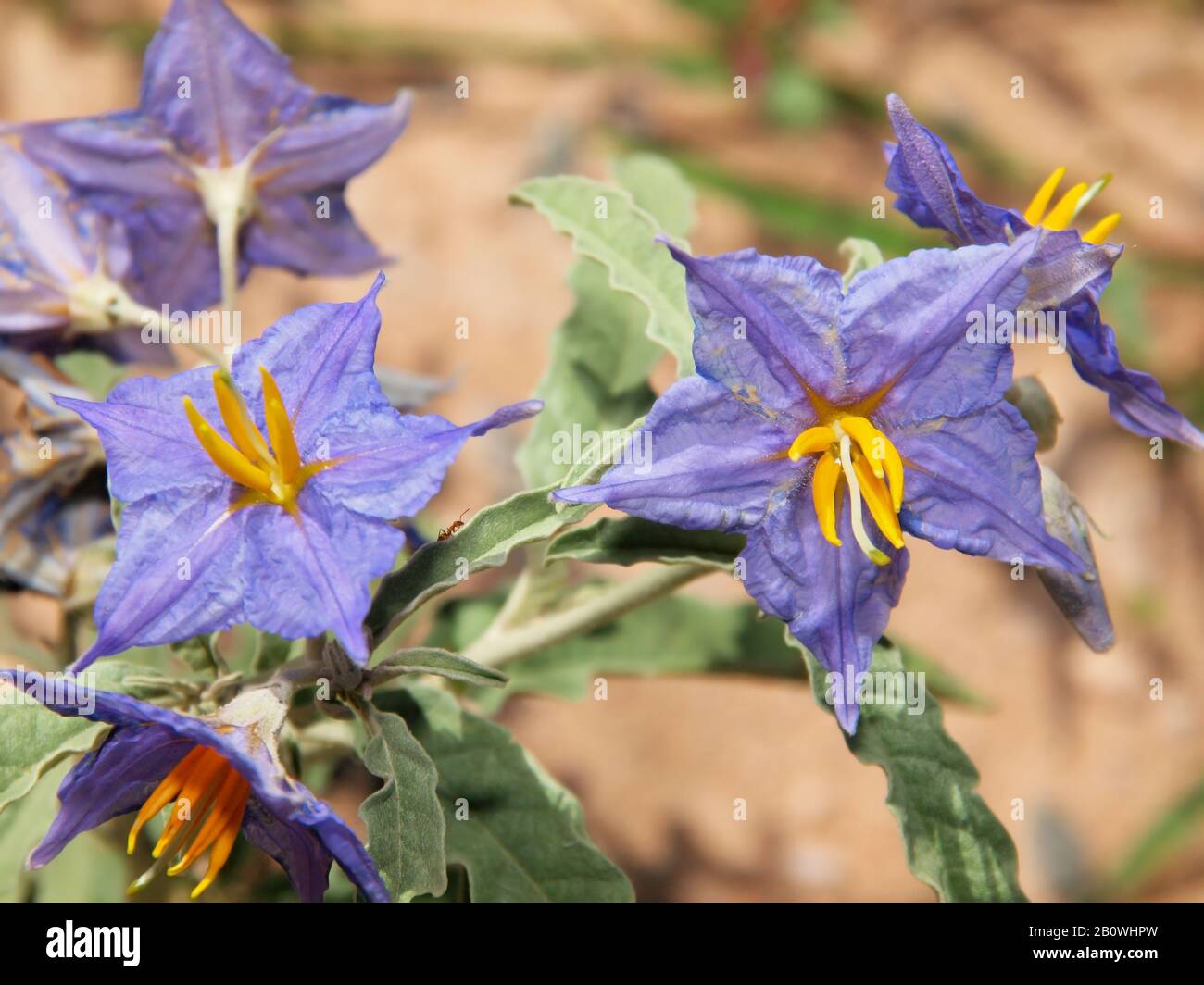 Die Blume Des Silverbleaf Nightshade Es Ist Eine Giftige Pflanze Die In Arizona Heimisch Ist Sie Wachst Uberall Dort Wo Sich Wasser Ansammelt Etwa Entlang Von Strassenrandern Und D Stockfotografie Alamy Die Blume Des Silverbleaf Nightshade Es Ist Eine Giftige Pflanze Die In Arizona Heimisch Ist Sie Wachst Uberall Dort Wo Sich Wasser Ansammelt Etwa Entlang Von Strassenrandern Und D Stockfotografie Alamy