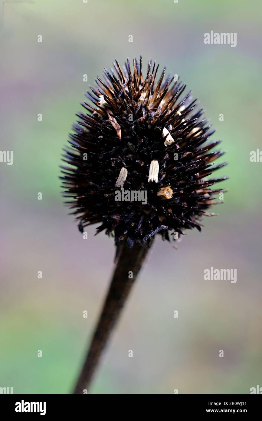 Nahaufnahme eines Teasel-Blumenkopfes (Dipsacus pilosus) in einem Sussex Garten im Winter. Stockfoto