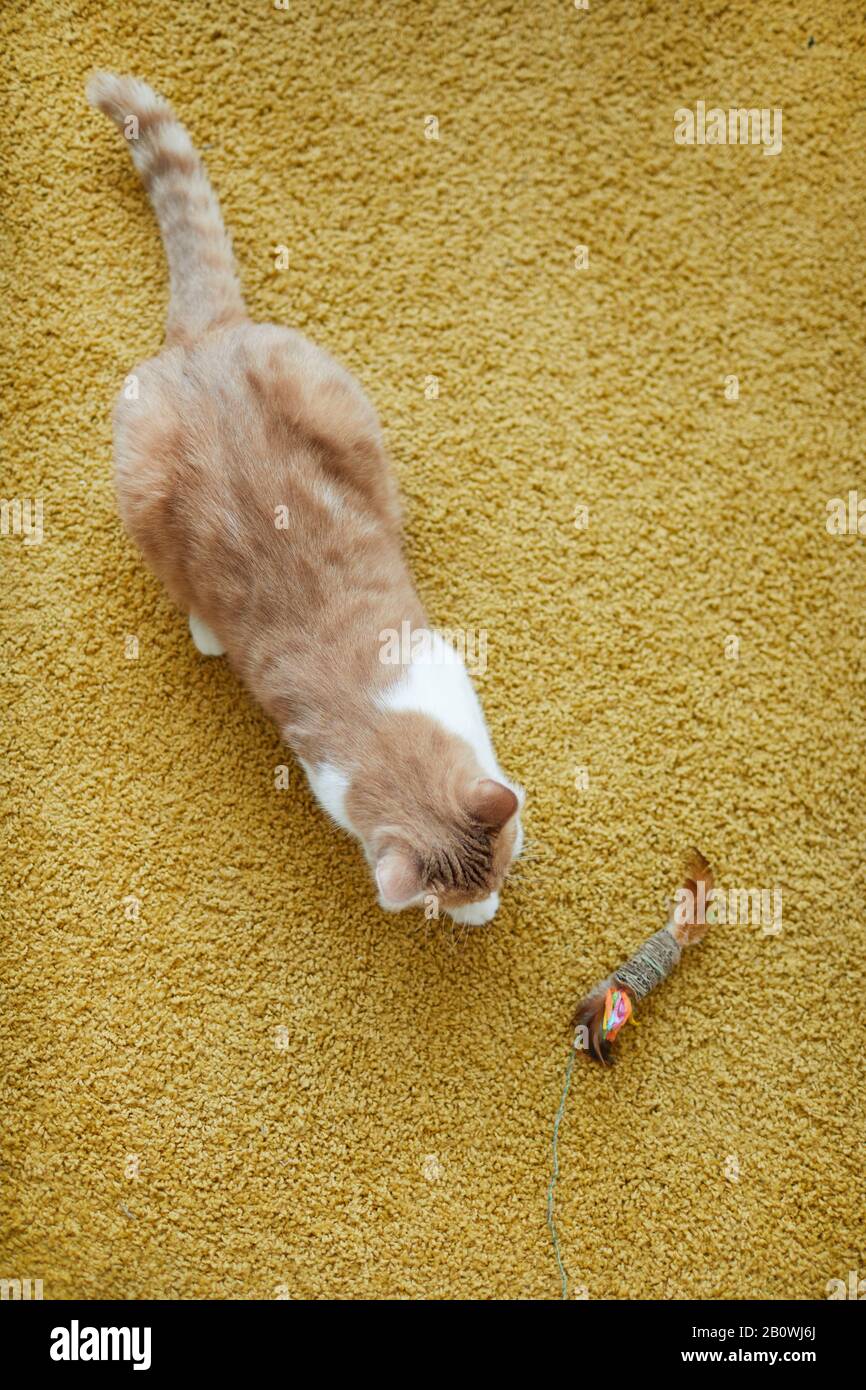 Hochwinkeliger Blick auf die heimische rote Katze, die zu Hause mit seinem Lieblingsspielzeug auf dem Teppich spielt Stockfoto