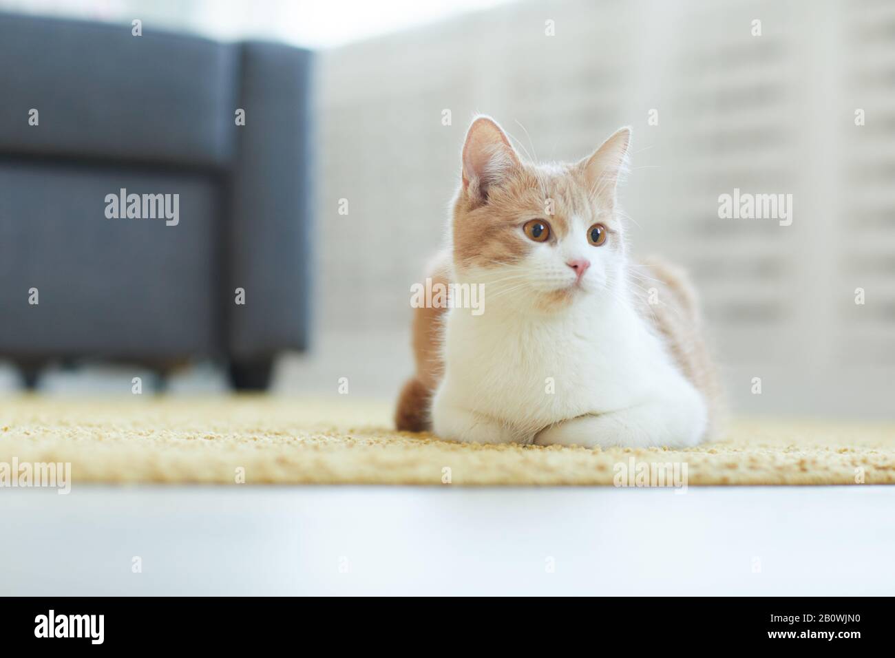 Schöne Hauskatze, die im Wohnzimmer zu Hause auf dem Teppich liegt Stockfoto