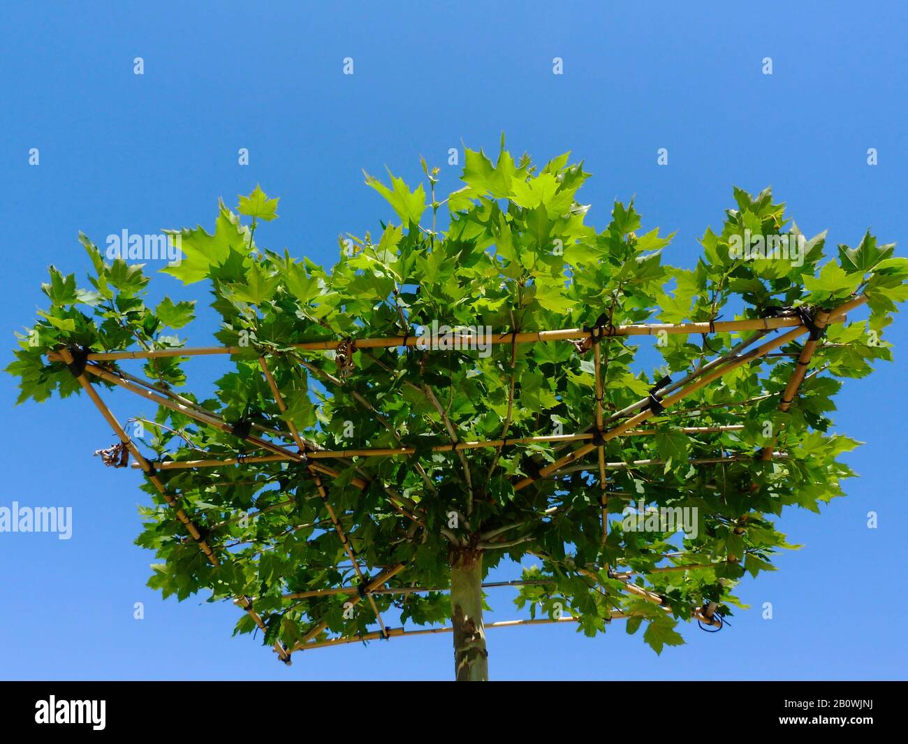 Isolierter kleiner Sycamore Ahorn Baum, eckige Bambusrahmen Unterstützung. Botanischer Name Platunus Orientalis. Laubenbaum, Botanik und Umweltkonzept Stockfoto Isolierter kleiner Sycamore Ahorn Baum, eckige Bambusrahmen Unterstützung. Botanischer Name Platunus Orientalis. Laubenbaum, Botanik und Umweltkonzept Stockfoto