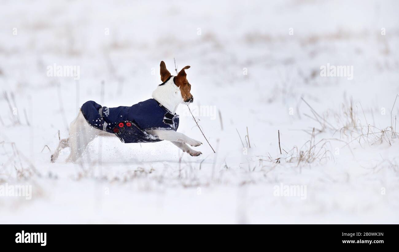 Kleiner Jack Russell Terrier mit dunkelblauem Wintermantel, der auf schneebedeckter Wiese läuft, Blick von der Seite Stockfoto