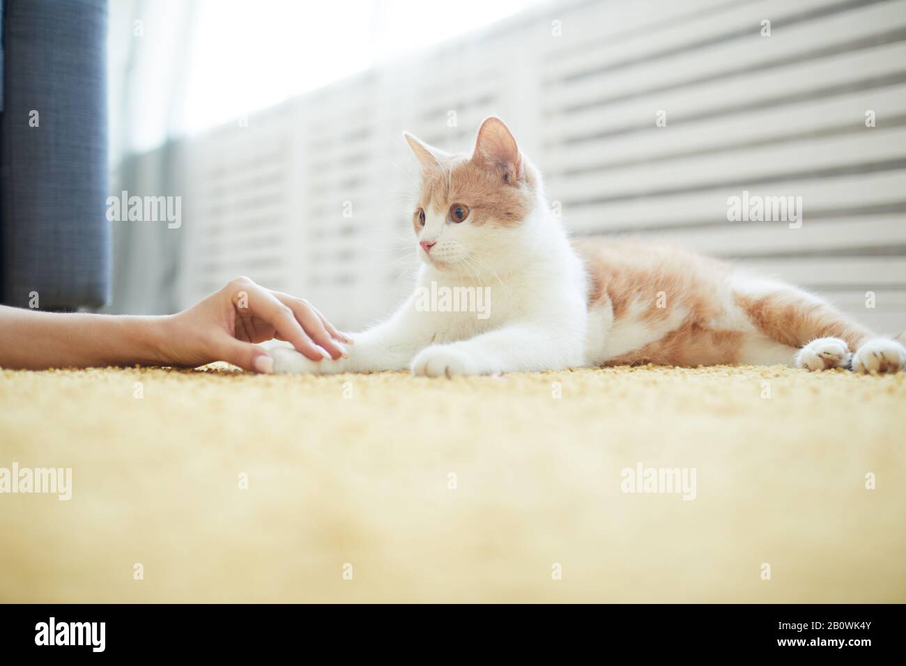 Nahaufnahme einer schönen Hauskatze, die auf dem Teppich liegt und die Hand seines Besitzers zu Hause berührt Stockfoto