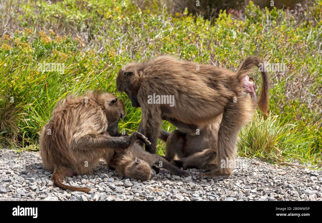 Table Mountain National Park, Kap-Halbinsel, Südafrika. Dezember 2019. Eine Pavianfamilie am Straßenrand Stockfoto