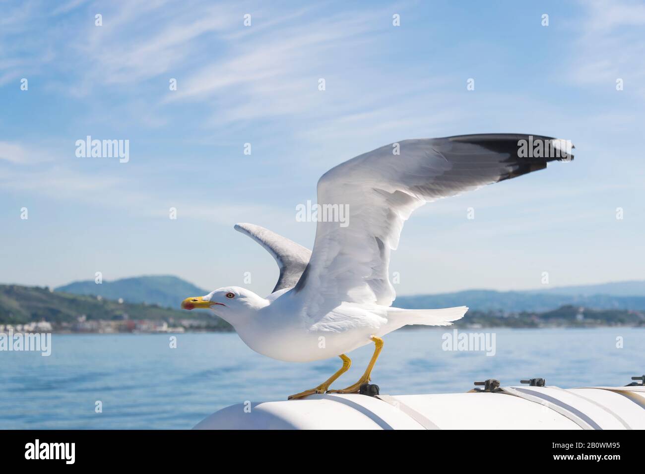 Wachsame Möwe mit ausgebreiteten Flügeln, geflappt und bereit für das Fliegen auf Hintergrund blauem Meer und Himmel. Vogellaridae fliegen über dem Ozean. Stockfoto