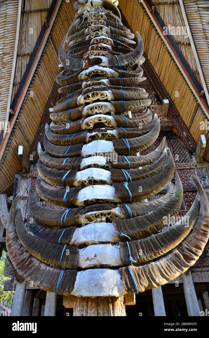 Hörner von Wasserbüffeln vor dem traditionellen Zongkonan-Ahnenhaus als Symbol für das Prestige der Bewohner, Rantepao, Toraja-Hochland, Tana Toraja, Sulawesi, Indonesien, Südostasien Stockfoto