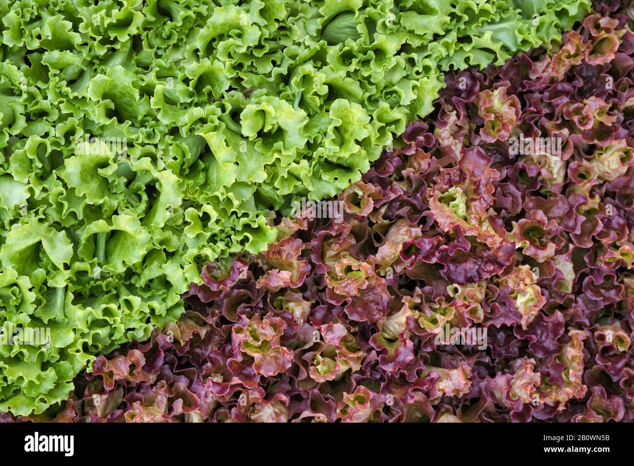 Rote Und Grüne Salatsorten In Market Stall Stockfoto