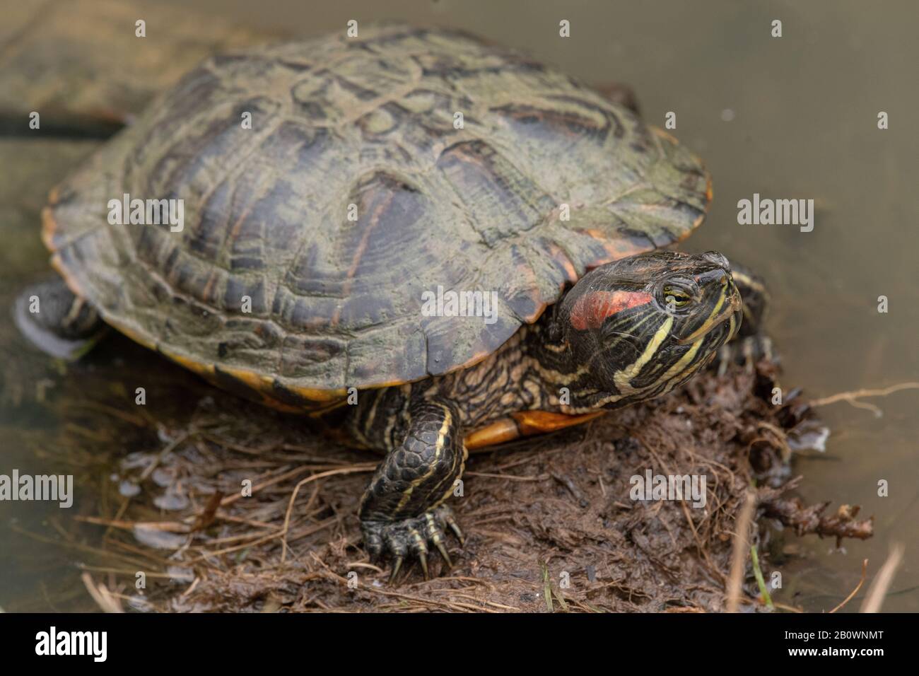 Spanische Teichschildkröte, Mauremys leprosa, in Teich, Frankreich. Stockfoto