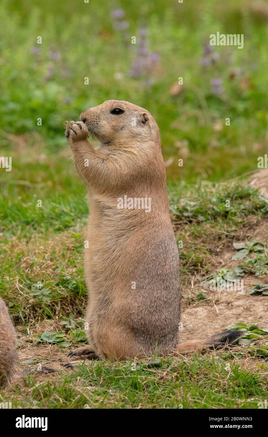 Schwarzschwänziger Präriehund, Cynomys ludovicianus, an seiner Bursche. Stockfoto
